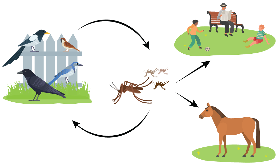 WNV Transmission Cycle